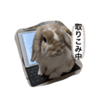 たれみみうさぎのももまる（個別スタンプ：6）