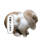 たれみみうさぎのももまる（個別スタンプ：11）