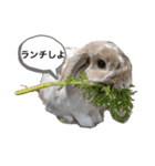 たれみみうさぎのももまる（個別スタンプ：12）