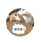 たれみみうさぎのももまる（個別スタンプ：13）