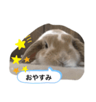 たれみみうさぎのももまる（個別スタンプ：16）