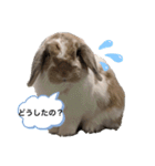 たれみみうさぎのももまる（個別スタンプ：18）