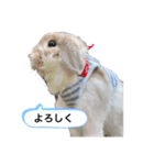 たれみみうさぎのももまる（個別スタンプ：19）