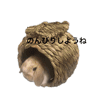 たれみみうさぎのももまる（個別スタンプ：24）