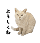 qnote ネコ営業部 第2弾（個別スタンプ：1）