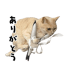 qnote ネコ営業部 第2弾（個別スタンプ：2）