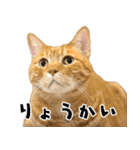 qnote ネコ営業部 第2弾（個別スタンプ：5）