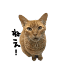 qnote ネコ営業部 第2弾（個別スタンプ：9）