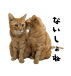 qnote ネコ営業部 第2弾（個別スタンプ：11）