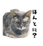 qnote ネコ営業部 第2弾（個別スタンプ：15）