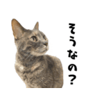 qnote ネコ営業部 第2弾（個別スタンプ：17）