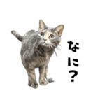 qnote ネコ営業部 第2弾（個別スタンプ：21）