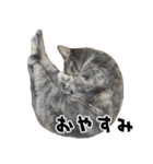 qnote ネコ営業部 第2弾（個別スタンプ：24）