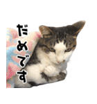qnote ネコ営業部 第2弾（個別スタンプ：29）