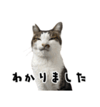 qnote ネコ営業部 第2弾（個別スタンプ：31）