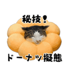 qnote ネコ営業部 第2弾（個別スタンプ：32）