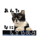 qnote ネコ営業部 第2弾（個別スタンプ：34）