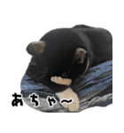 qnote ネコ営業部 第2弾（個別スタンプ：36）