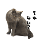 qnote ネコ営業部 第2弾（個別スタンプ：37）