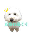 こもれびわんこ（個別スタンプ：1）