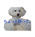 こもれびわんこ（個別スタンプ：5）