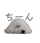 こもれびわんこ（個別スタンプ：10）