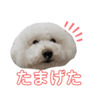 こもれびわんこ（個別スタンプ：13）