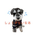 こもれびわんこ（個別スタンプ：14）