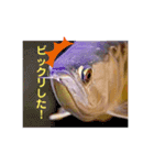 アロワナさんの愉快な会話スタンプ（個別スタンプ：9）