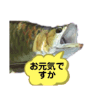 アロワナさんの愉快な会話スタンプ（個別スタンプ：11）