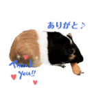 もるもっとのデール♪（個別スタンプ：3）