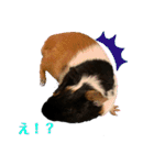 もるもっとのデール♪（個別スタンプ：7）