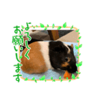 もるもっとのデール♪（個別スタンプ：14）