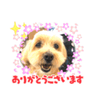 ショコロン＆フレンズ 2（個別スタンプ：23）