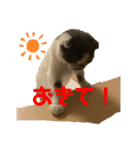 スコティッシュ今日も行く3（個別スタンプ：1）