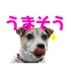 ジャックラッセルテリアはつのスタンプ ②（個別スタンプ：1）