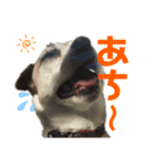 ジャックラッセルテリアはつのスタンプ ②（個別スタンプ：6）