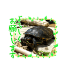 ペットおもしろスタンプ（個別スタンプ：4）