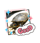 ペットおもしろスタンプ（個別スタンプ：6）