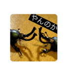 ペットおもしろスタンプ（個別スタンプ：15）