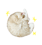 bory_cha（個別スタンプ：3）