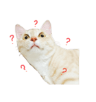 bory_cha（個別スタンプ：5）