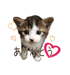 あざと可愛い子ねこのスタンプ（個別スタンプ：1）