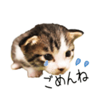 あざと可愛い子ねこのスタンプ（個別スタンプ：2）