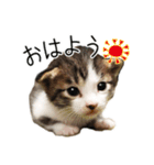 あざと可愛い子ねこのスタンプ（個別スタンプ：3）