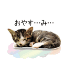 あざと可愛い子ねこのスタンプ（個別スタンプ：4）