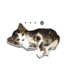 あざと可愛い子ねこのスタンプ（個別スタンプ：7）