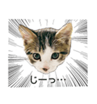 あざと可愛い子ねこのスタンプ（個別スタンプ：8）