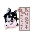 愛犬チワワのもちゃん（個別スタンプ：2）