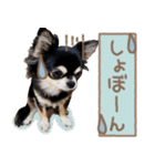 愛犬チワワのもちゃん（個別スタンプ：3）